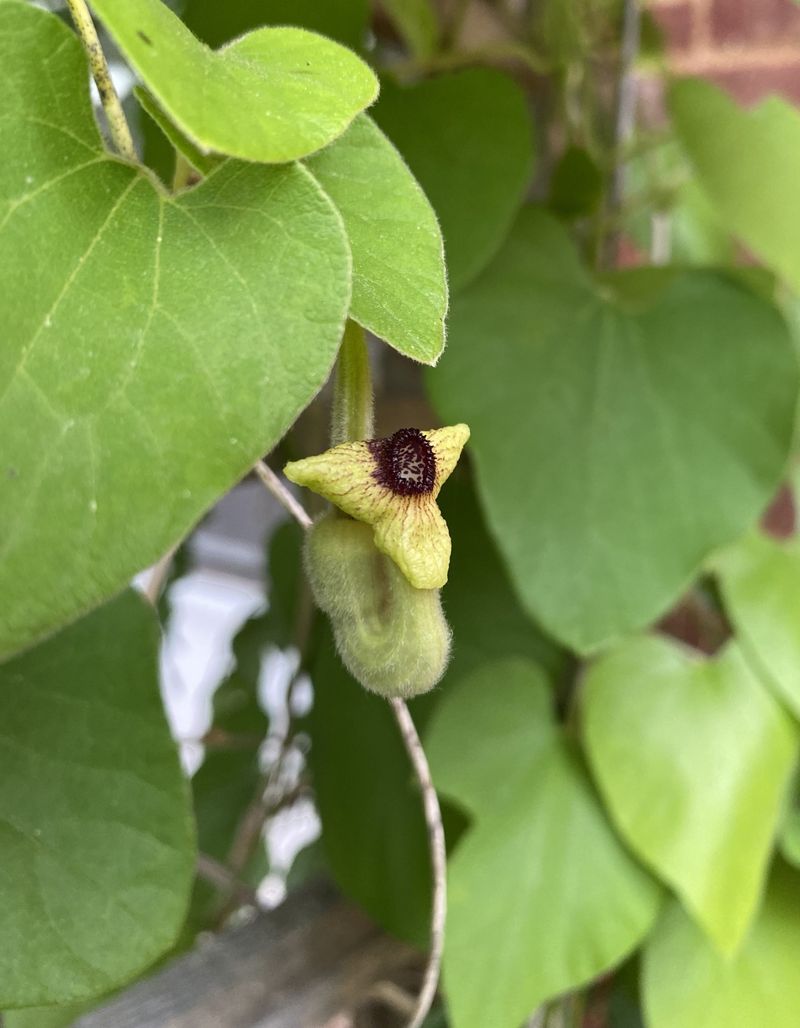 Dutchman's Pipevine (Aristolochia macrophylla)