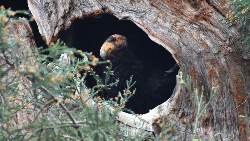 The redwood cavity fits an older coastal history