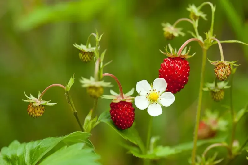 Wild Strawberry (Fragaria virginiana)