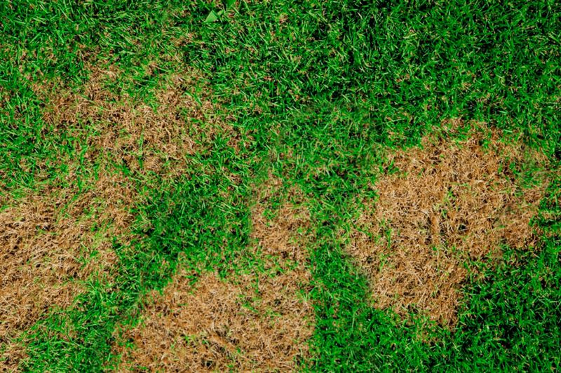 Fungal Brown Patch Disease