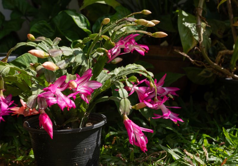 Avoid Shortcuts That Can Reduce Flowering