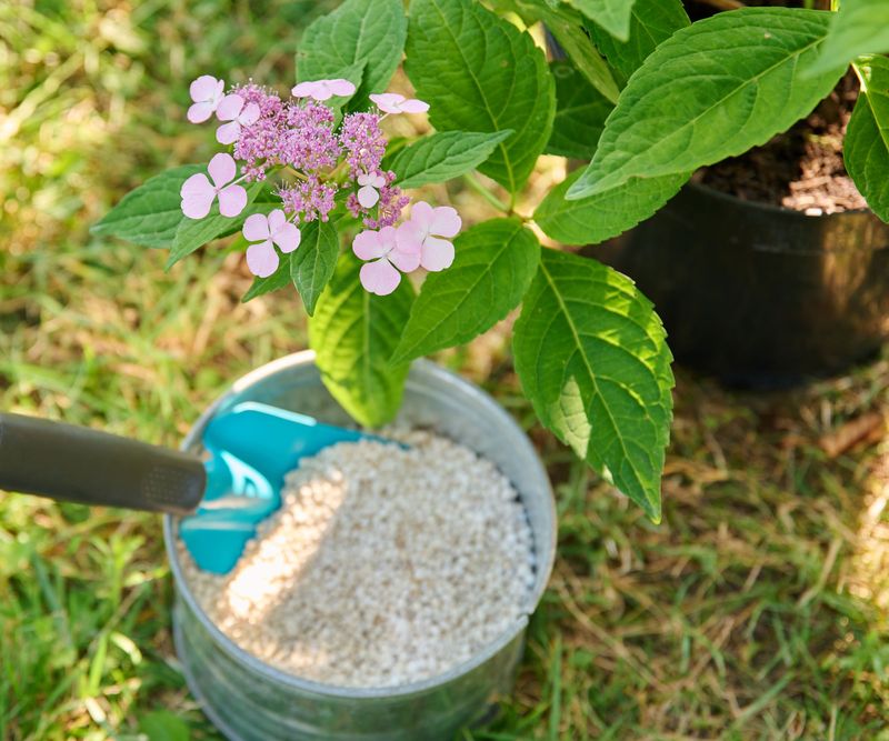 Stop Fertilizing by Mid-August