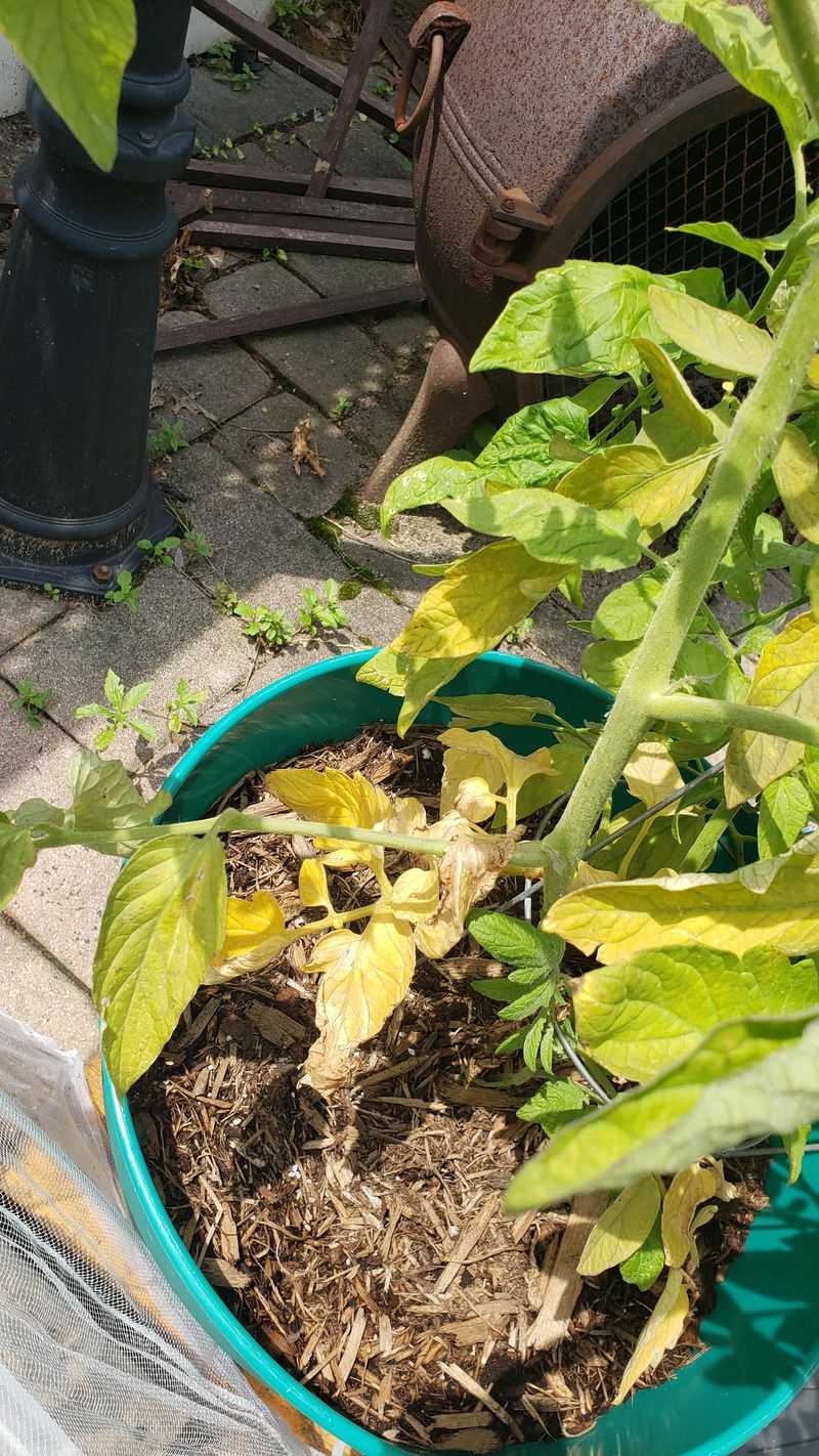 Overwatering