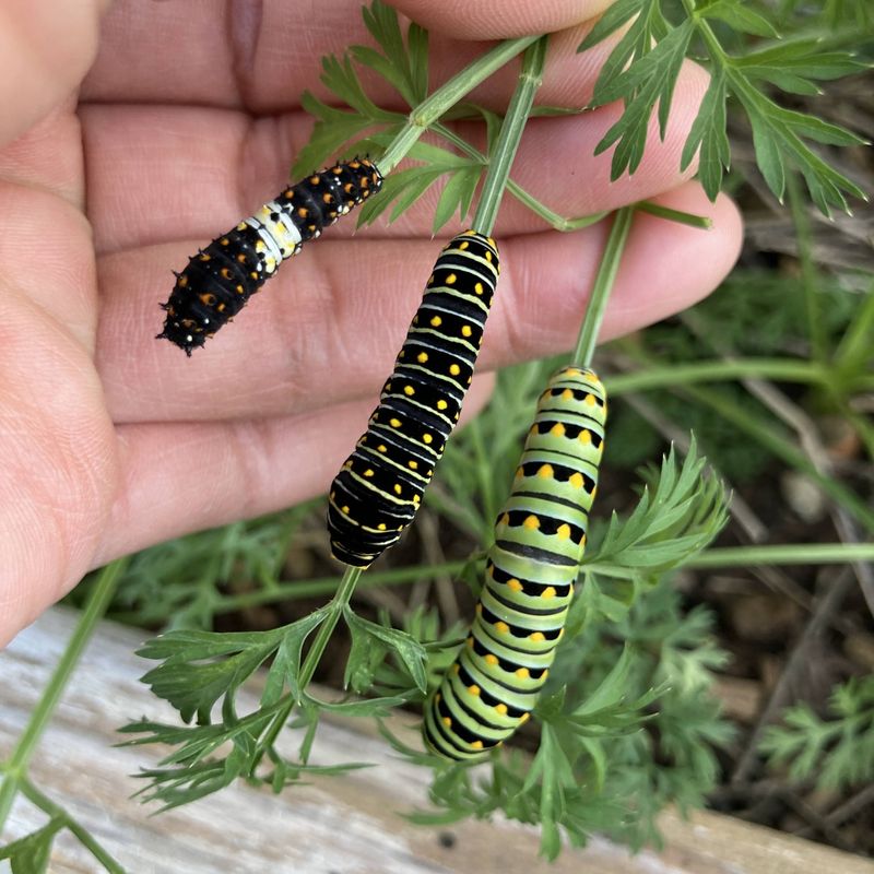 A parsley caterpillar is often a black swallowtail
