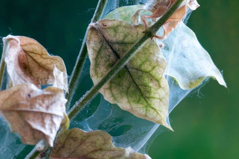 Underestimating Spider Mites in Hot, Dry Weather