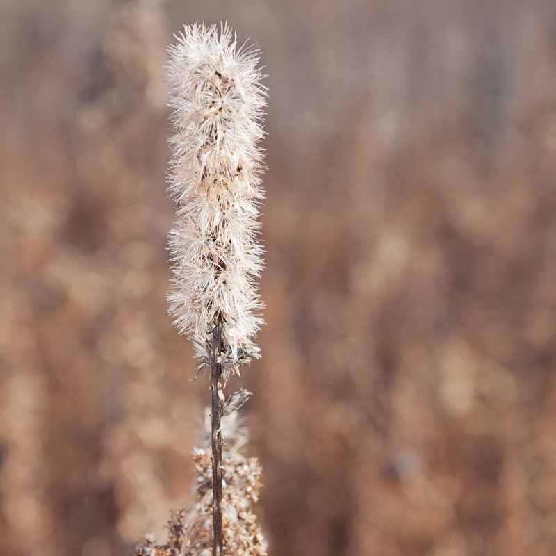 Blazing Star