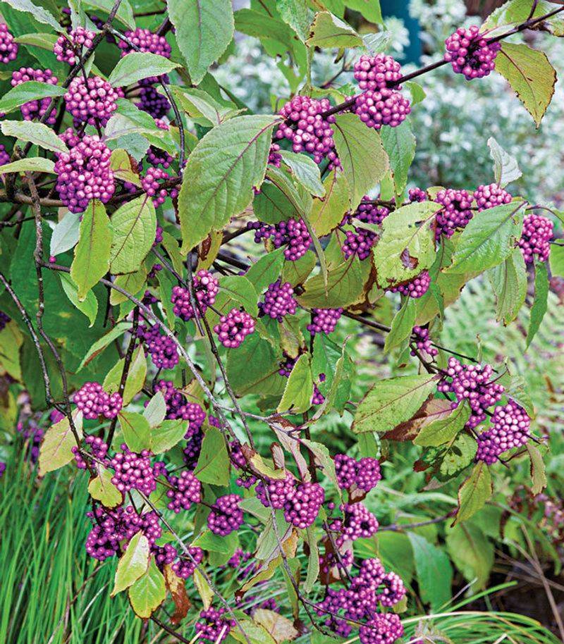 Prune the shrub for manageable growth and seasonal fruit