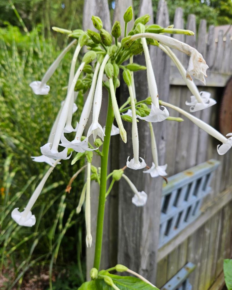 Flowering Tobacco (Nicotiana sylvestris)