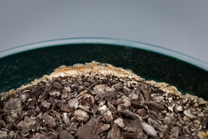 White Crust on the Soil Surface Means Salt Is Building Up