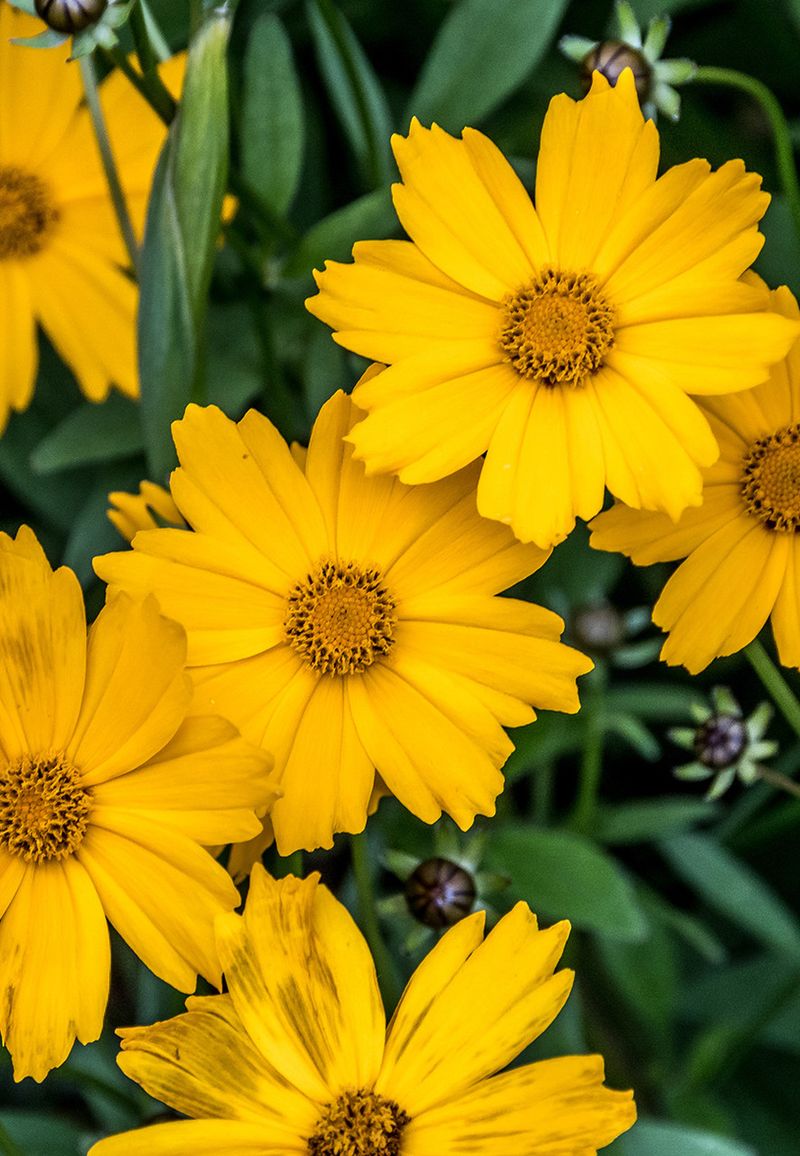 Coreopsis (Tickseed)