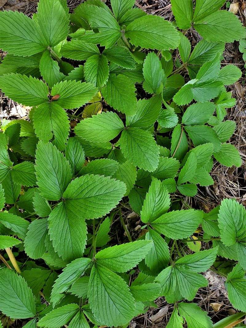 Choose wild strawberry for the right slope, not every slope