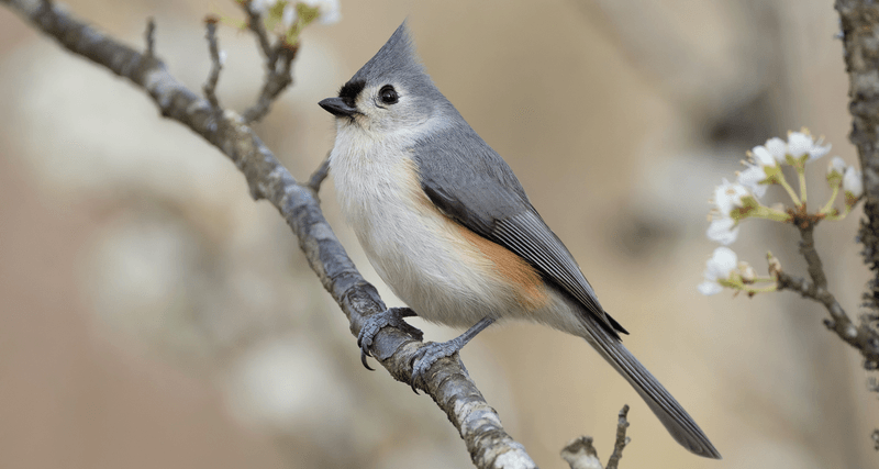 Titmice