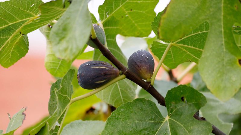 A fig tree can fruit without annual pruning