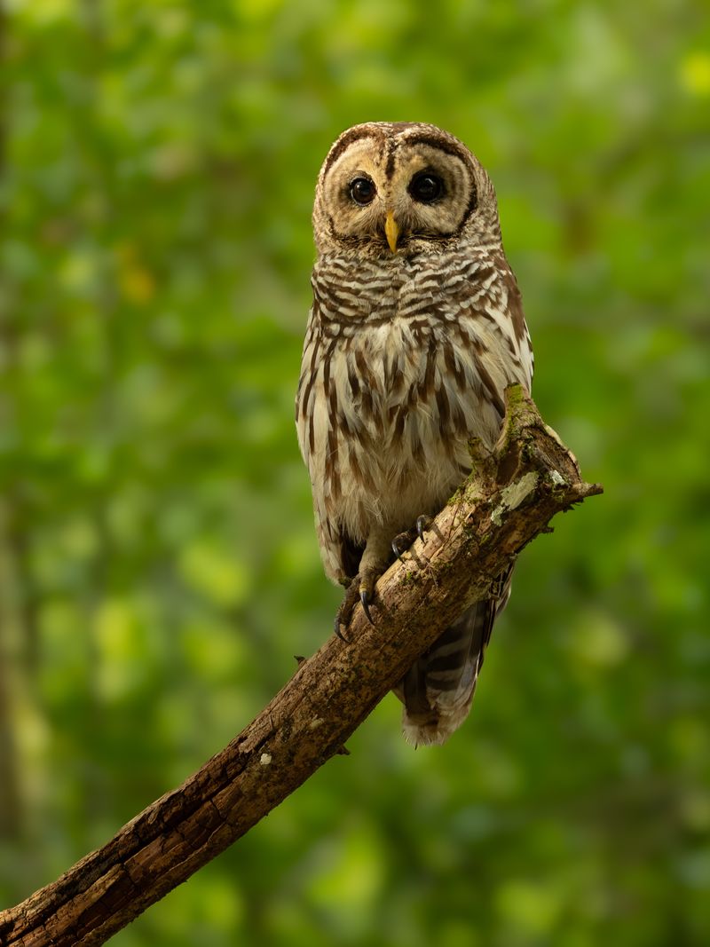 A recurring visit offers clues, not a complete ecosystem diagnosis