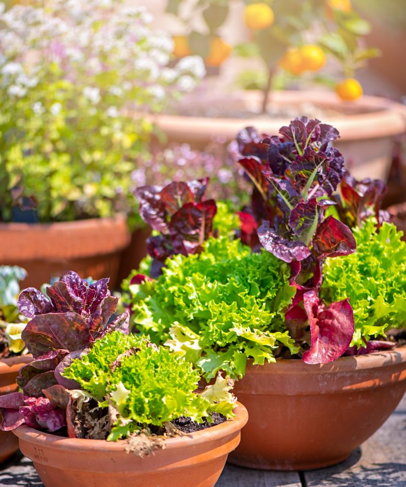 Lettuce