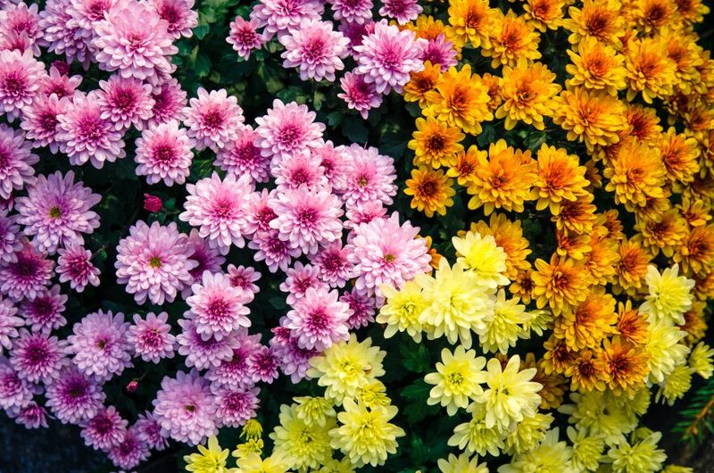 Chrysanthemum (Hardy Garden Mums)