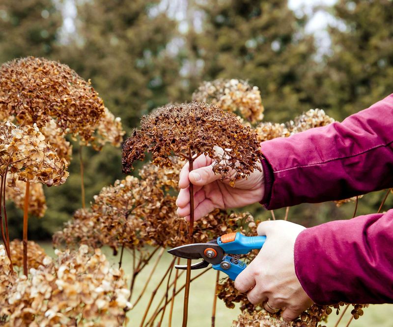 Deadheading Spent Flowers Too Late in the Season