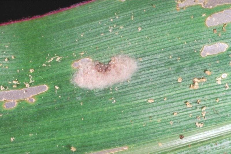 Egg Masses on Nearby Structures