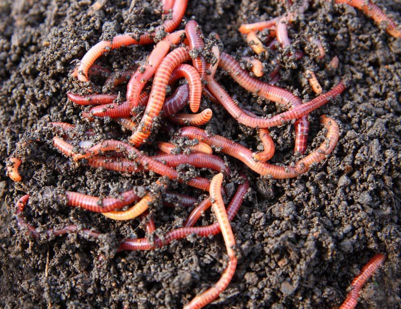 Earthworms and Other Visible Soil Organisms