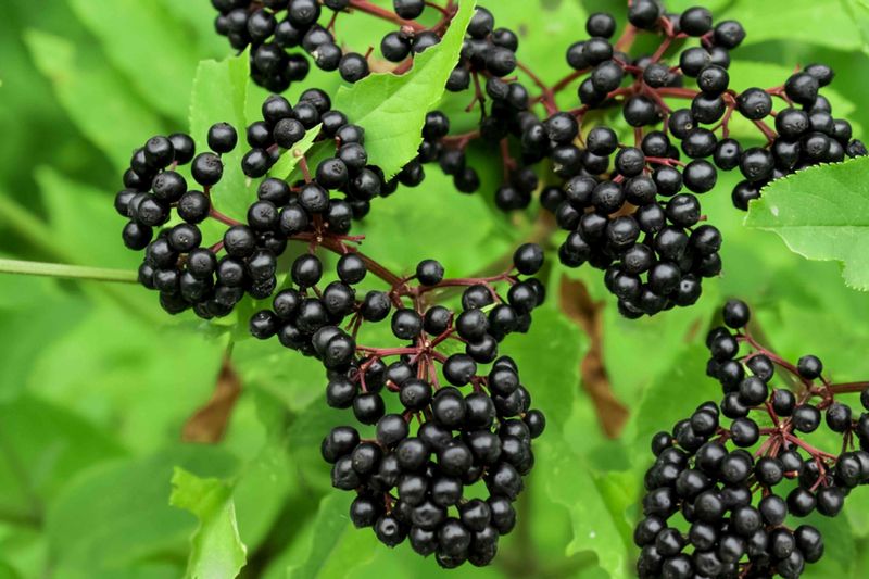 Handle elderberries safely and keep using tick precautions