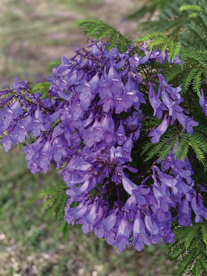 Bonsai Blue Jacaranda