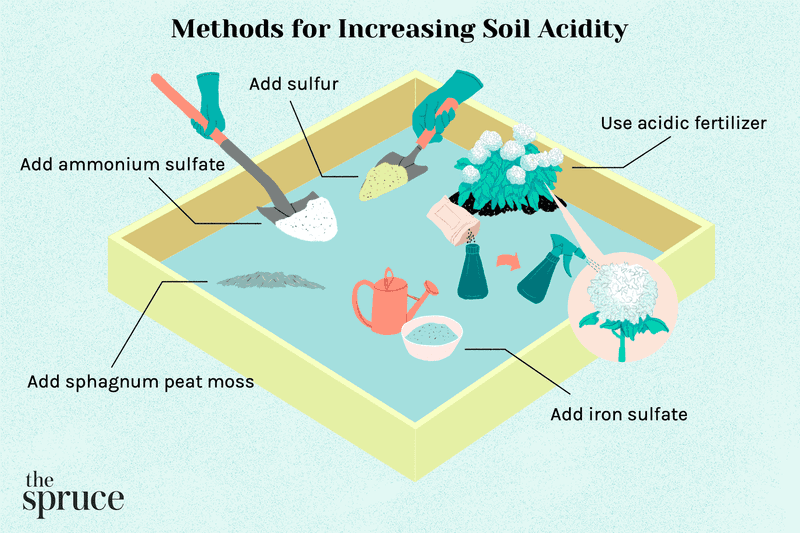 Keep the Soil Slightly Acidic