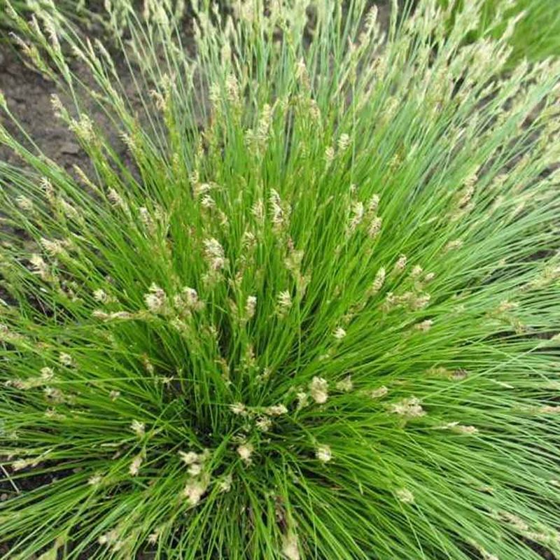 White Tinged Sedge (Carex albicans)