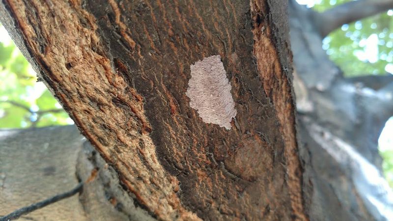 Check Hard Surfaces Before the Pest Travels