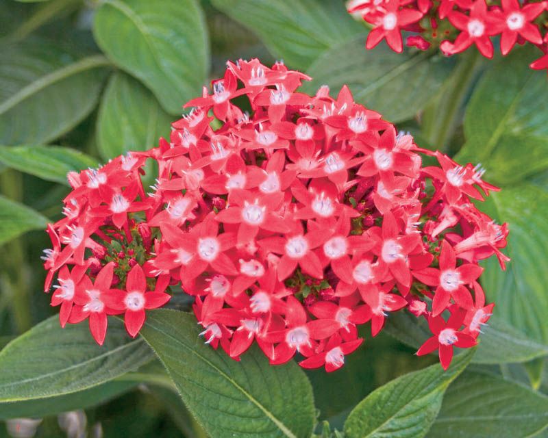 Pentas (Egyptian Starcluster)