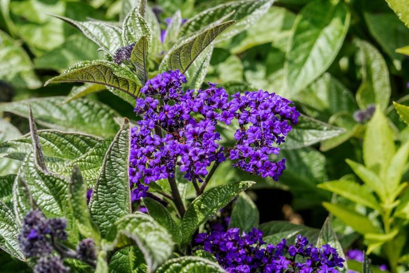 Enjoy the Scent, but Keep the Plant Out of Mouths and Muzzles