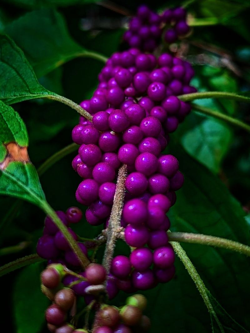 American beautyberry adds fall color as summer interest declines