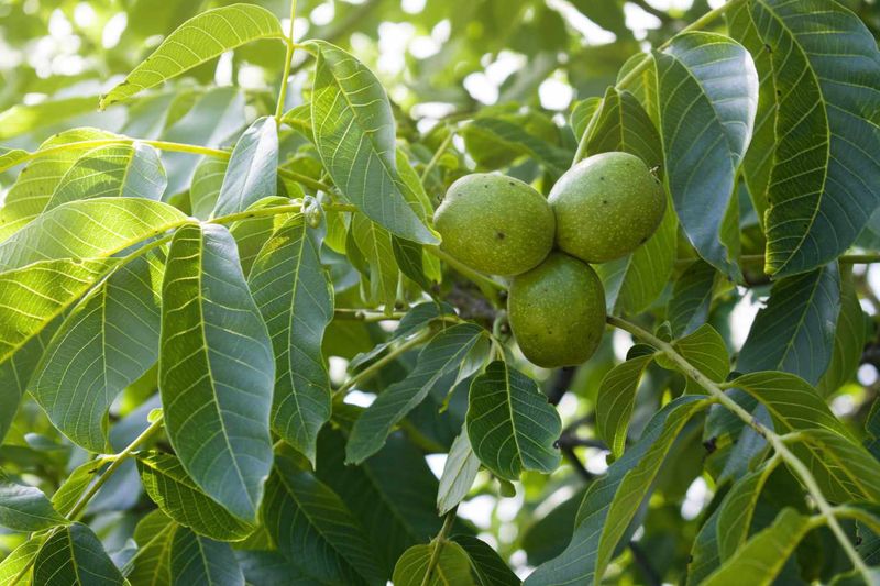 Black Walnut Trees
