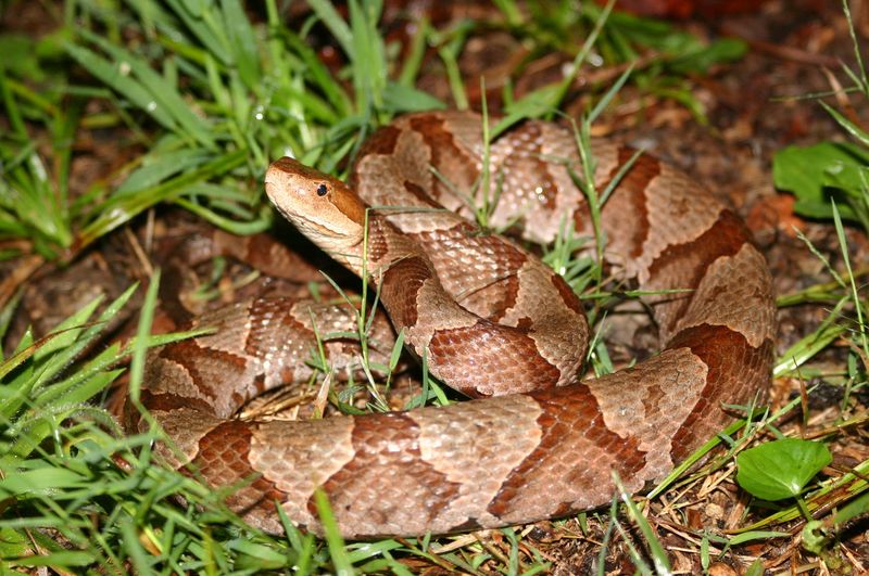 The sighting points to connected habitat, not yard failure