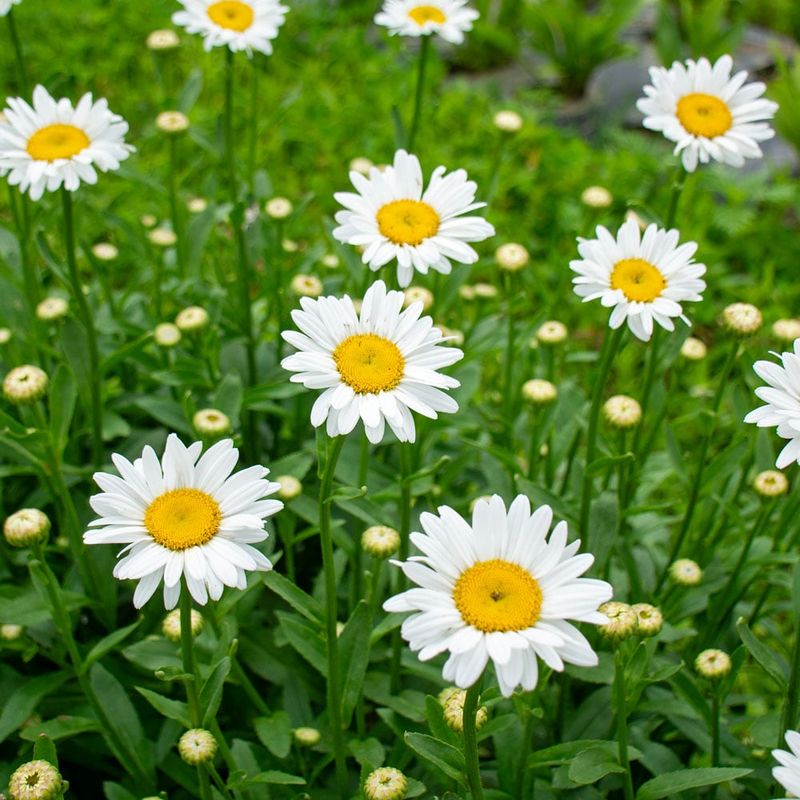 Shasta Daisy (Leucanthemum x superbum)
