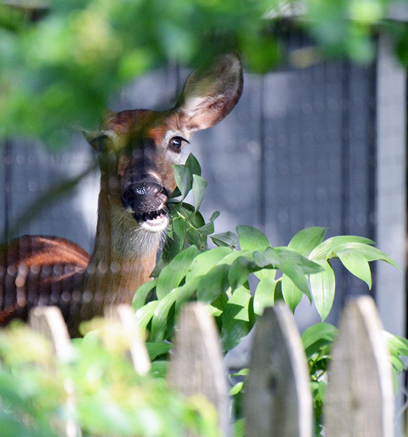 Understanding Why Deer Skip These Shrubs