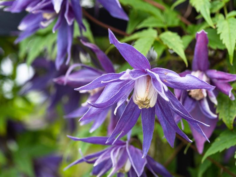 Alpine Clematis (Clematis alpina)