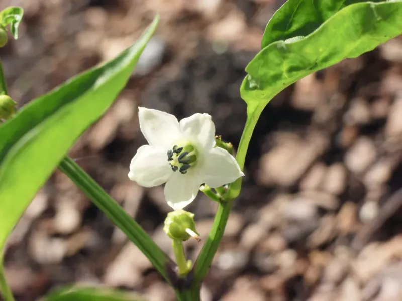 Cold can disrupt the flower before fruit appears