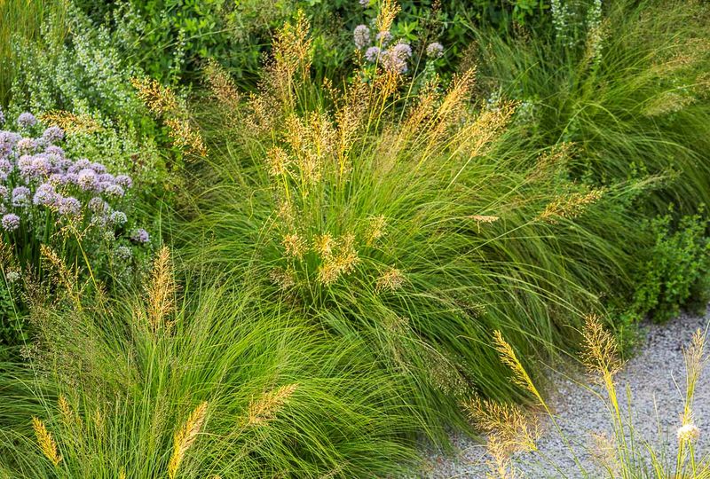 Establish a mass planting instead of expecting instant coverage