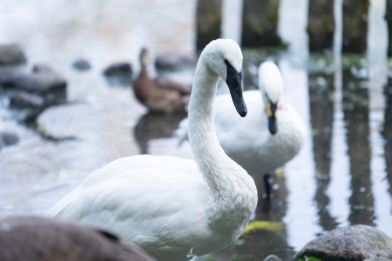 Trumpeter Swan