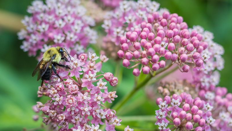 Wildlife benefits support a request but do not create immunity