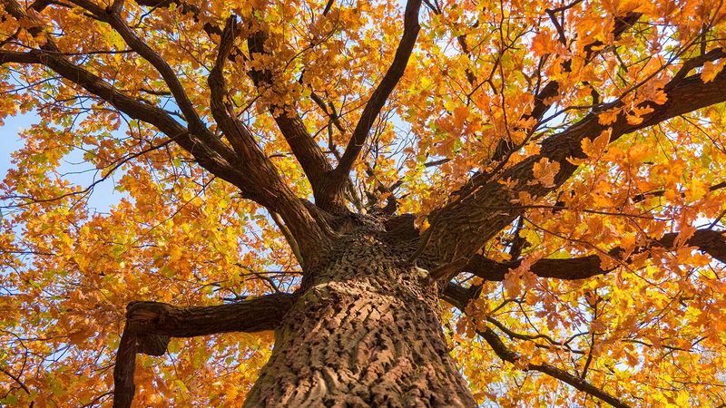 Read the whole tree, not just its fall color