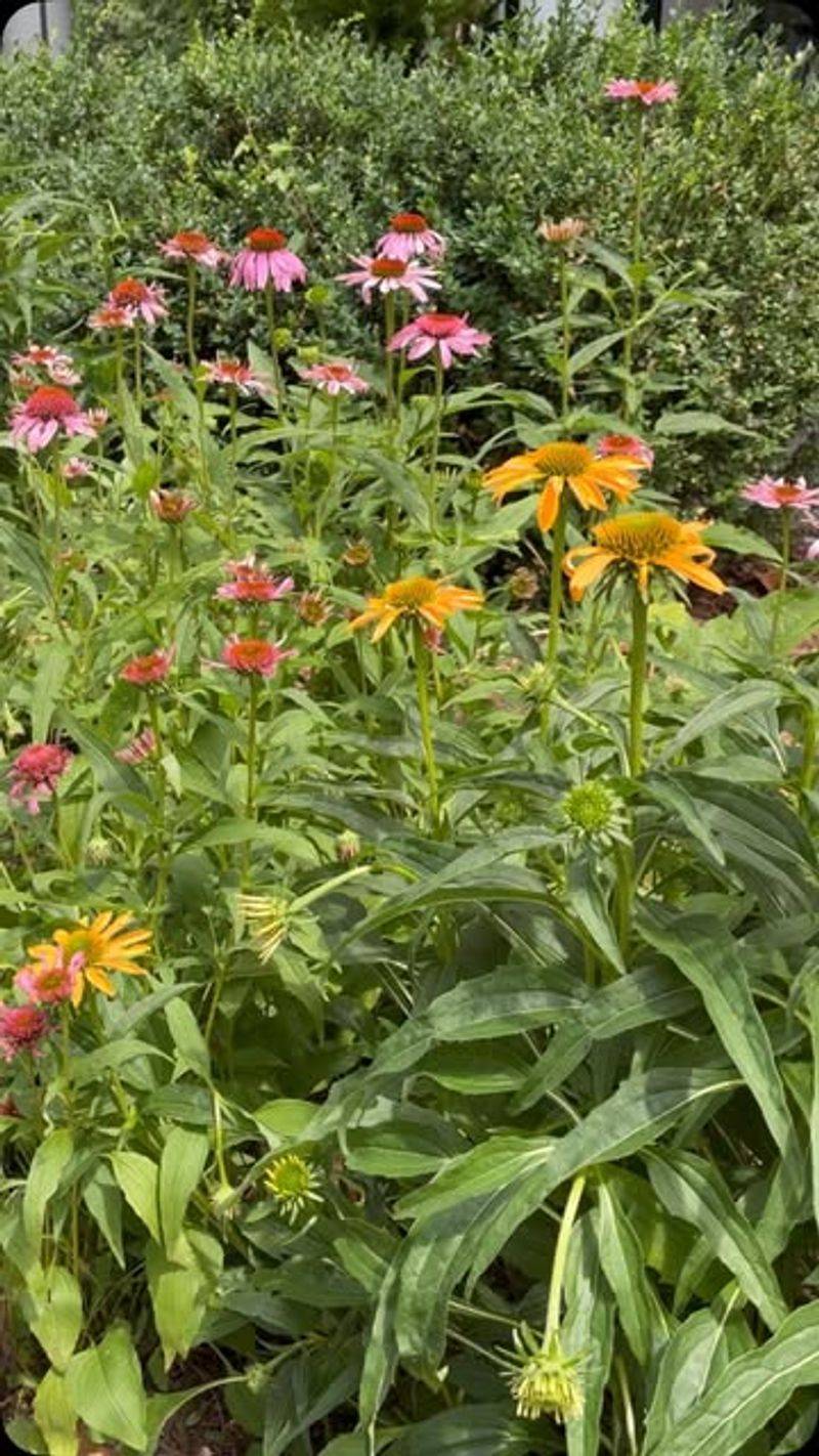 Over-Fertilized Rich Garden Soil