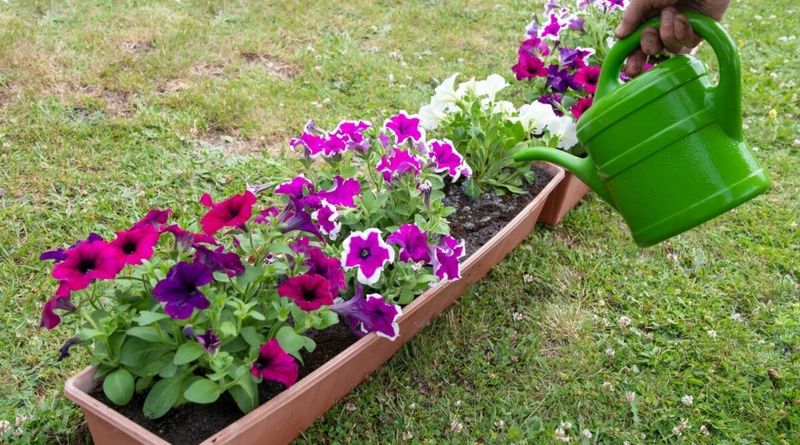 Fix the growing conditions before blaming the pruning