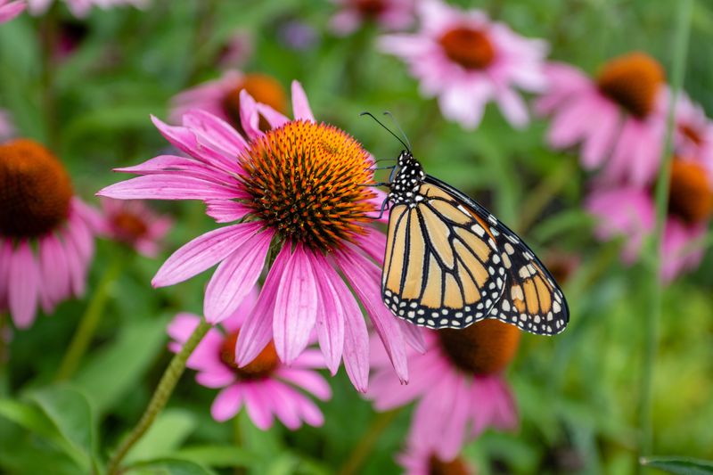 Purple Coneflower (Echinacea purpurea)