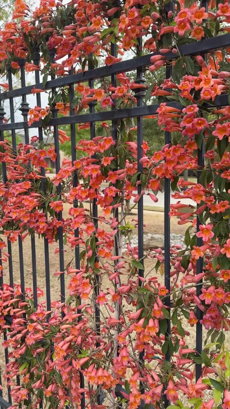 Expect different foliage and flowers from one region to another