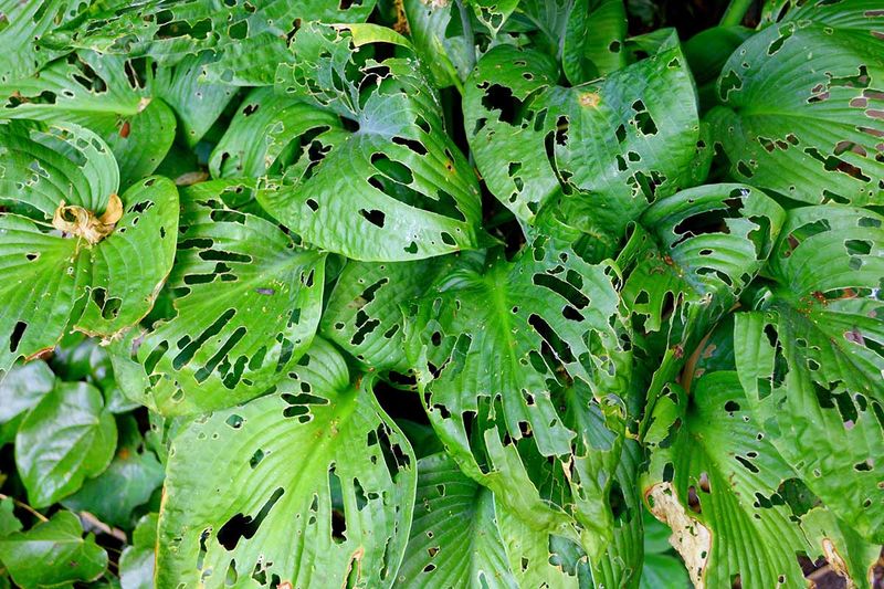 A possible meal is not dependable pest control