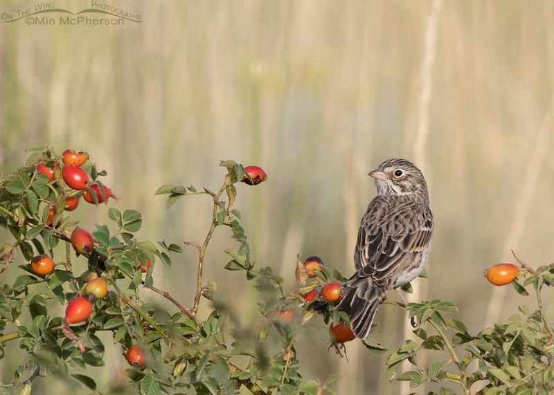 A perch works best as one access point within living habitat