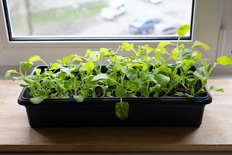 Direct-sow identified seed in the window box