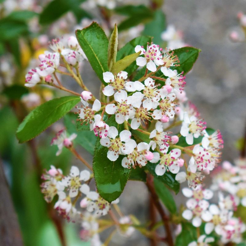Red and Black Chokeberry (Aronia arbutifolia, Aronia melanocarpa)