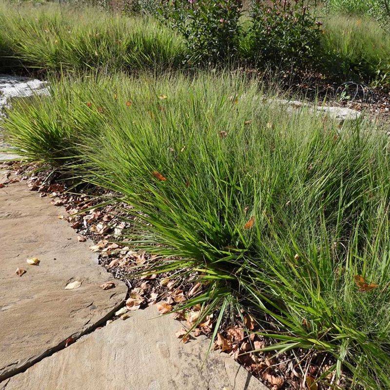 Expect clumps, not instant sod